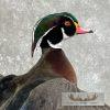 Wood Duck Taxidermy Bird Mount For Sale - Image 2