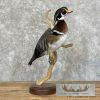 Wood Duck Taxidermy Bird Mount For Sale - Image 3