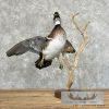Wood Duck Taxidermy Bird Mount For Sale - Image 4