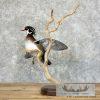 Wood Duck Taxidermy Bird Mount For Sale - Image 5