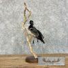 Wood Duck Taxidermy Bird Mount For Sale - Image 7
