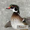 Wood Duck Taxidermy Bird Mount For Sale - Image 6