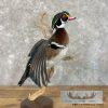 Wood Duck Taxidermy Bird Mount For Sale - Image 8