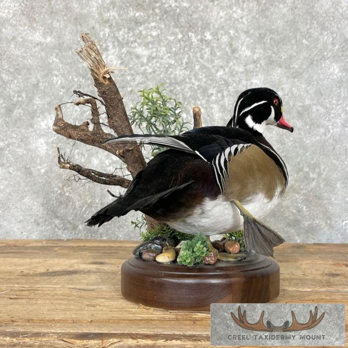 Wood Duck Taxidermy Bird Mount For Sale - Image 2