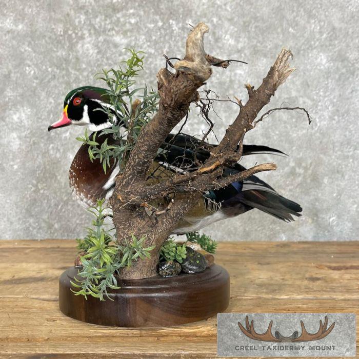 Wood Duck Taxidermy Bird Mount For Sale - Image 4