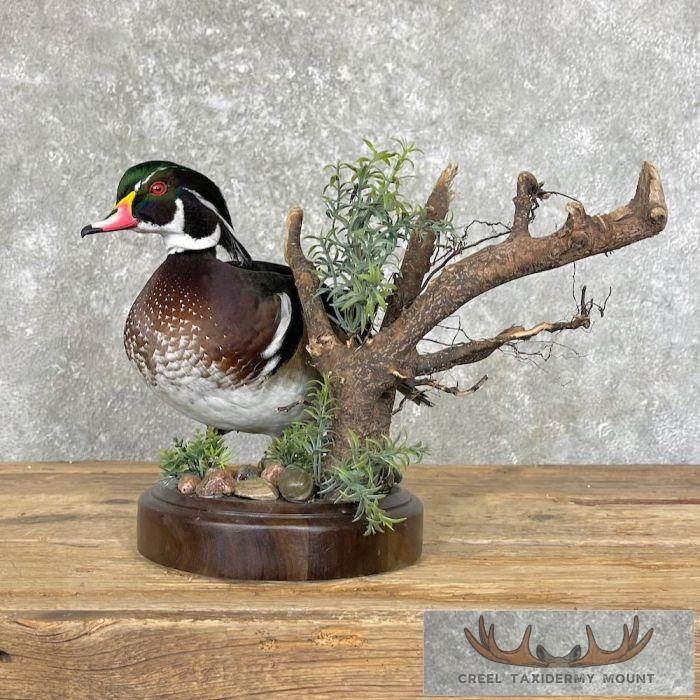 Wood Duck Taxidermy Bird Mount For Sale - Image 5