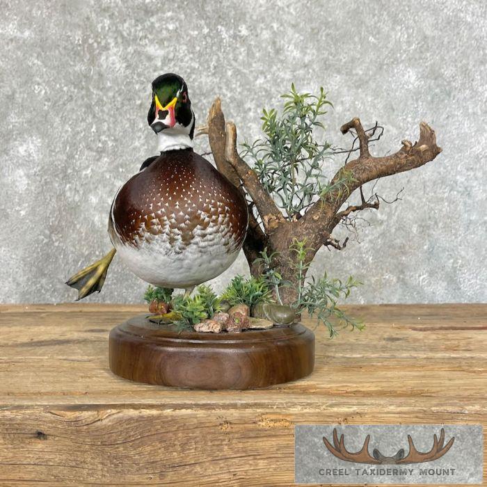 Wood Duck Taxidermy Bird Mount For Sale - Image 6