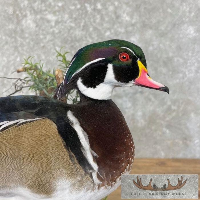 Wood Duck Taxidermy Bird Mount For Sale - Image 7