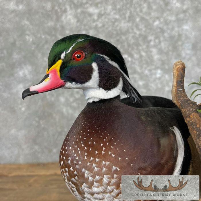 Wood Duck Taxidermy Bird Mount For Sale - Image 8