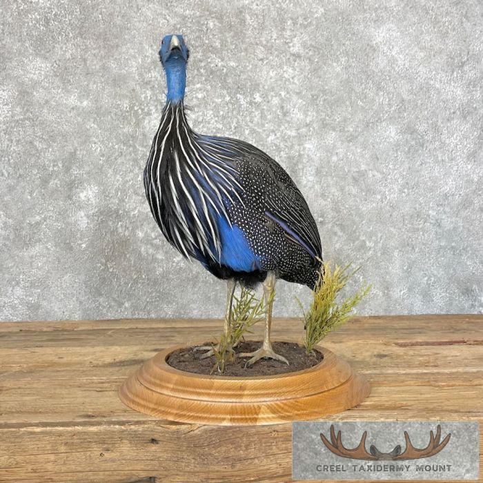 Vulturine Guineafowl Taxidermy Bird Mount For Sale - Image 2