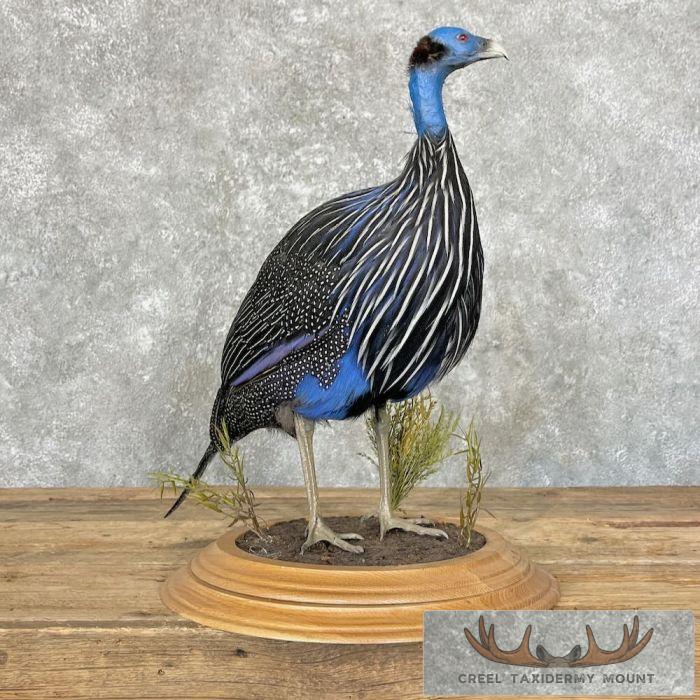 Vulturine Guineafowl Taxidermy Bird Mount For Sale - Image 4