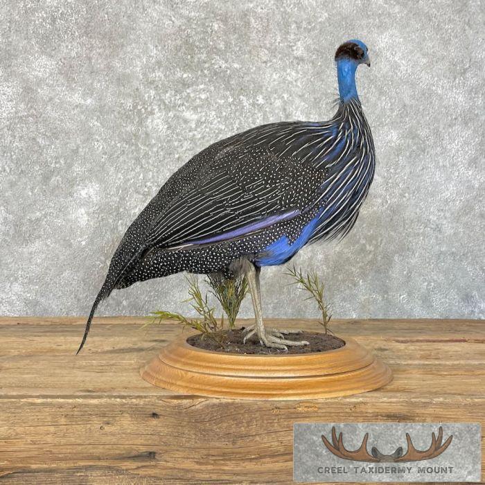 Vulturine Guineafowl Taxidermy Bird Mount For Sale - Image 3