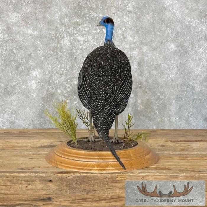 Vulturine Guineafowl Taxidermy Bird Mount For Sale - Image 5