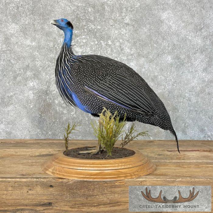 Vulturine Guineafowl Taxidermy Bird Mount For Sale - Image 7
