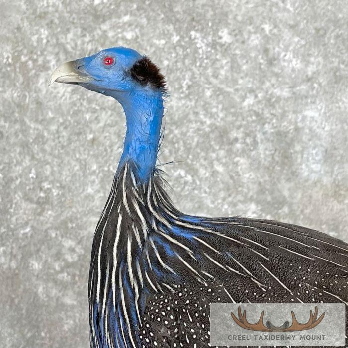 Vulturine Guineafowl Taxidermy Bird Mount For Sale - Image 6