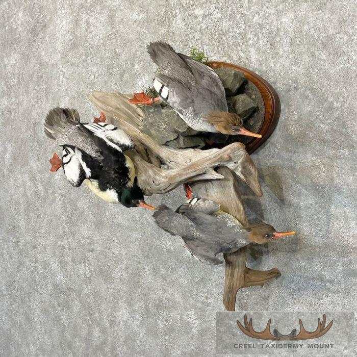 Scaly-Sided Merganser Duck Taxidermy Bird Scene For Sale - Image 2