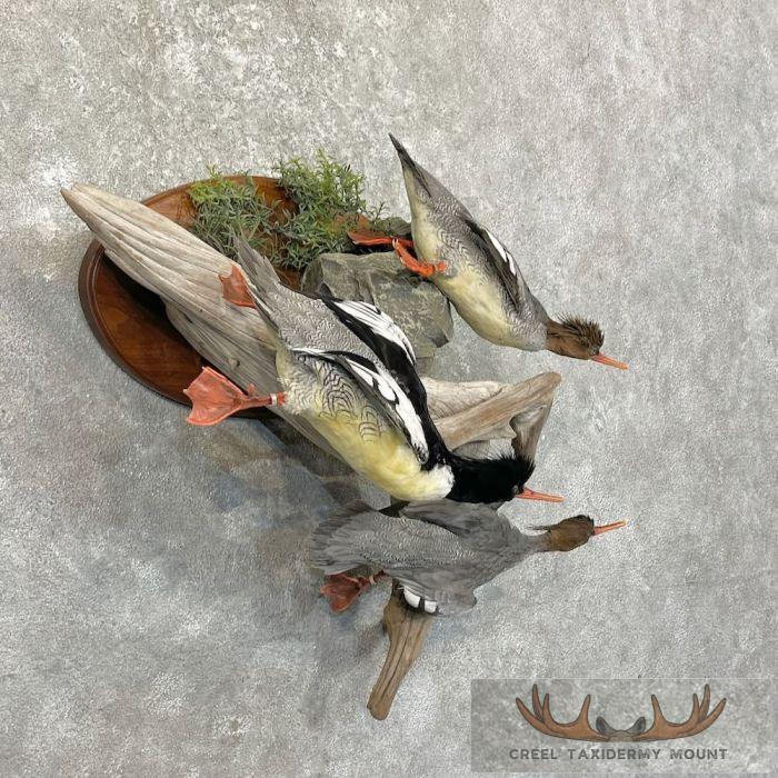 Scaly-Sided Merganser Duck Taxidermy Bird Scene For Sale - Image 3