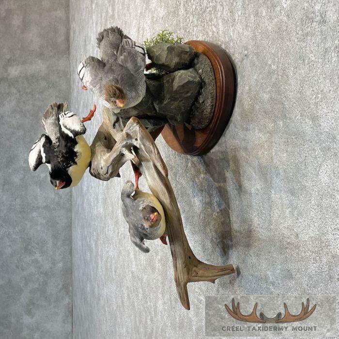 Scaly-Sided Merganser Duck Taxidermy Bird Scene For Sale - Image 4