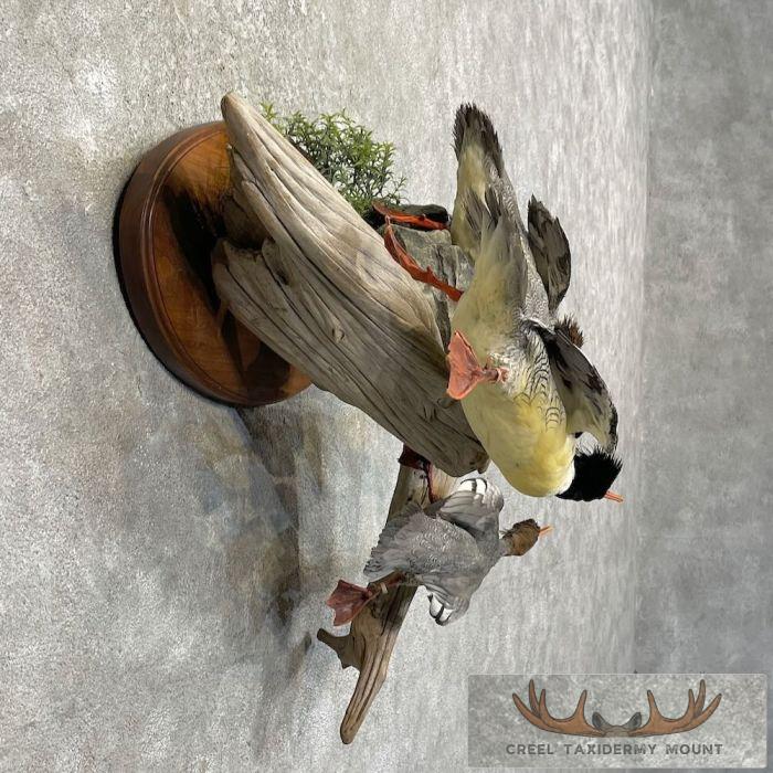 Scaly-Sided Merganser Duck Taxidermy Bird Scene For Sale - Image 5