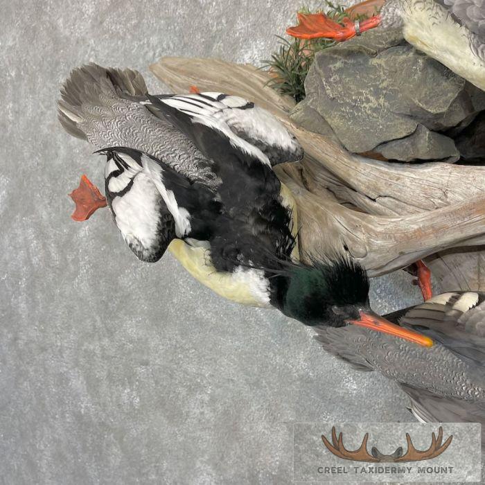 Scaly-Sided Merganser Duck Taxidermy Bird Scene For Sale - Image 6