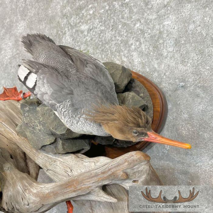 Scaly-Sided Merganser Duck Taxidermy Bird Scene For Sale - Image 7