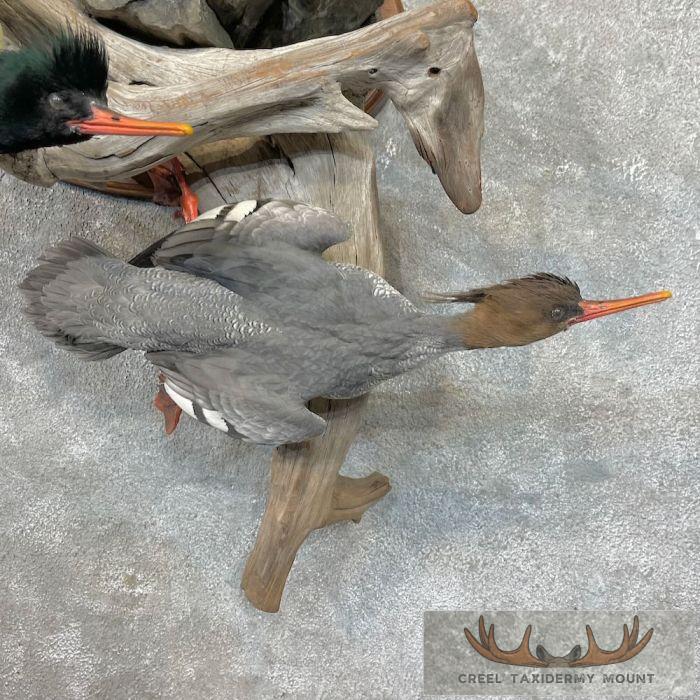 Scaly-Sided Merganser Duck Taxidermy Bird Scene For Sale - Image 8