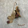 Vervet Monkey Life-Size Taxidermy Mount For Sale - Image 2