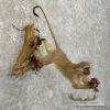 Vervet Monkey Life-Size Taxidermy Mount For Sale - Image 4