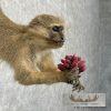 Vervet Monkey Life-Size Taxidermy Mount For Sale - Image 6