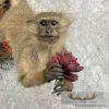 Vervet Monkey Life-Size Taxidermy Mount For Sale - Image 7