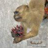 Vervet Monkey Life-Size Taxidermy Mount For Sale - Image 8