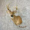 Whitetail Deer Taxidermy Shoulder Mount For Sale - Image 2