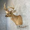 Whitetail Deer Taxidermy Shoulder Mount For Sale - Image 3