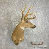 Whitetail Deer Taxidermy Shoulder Mount For Sale - Image 4