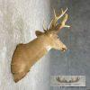 Whitetail Deer Taxidermy Shoulder Mount For Sale - Image 5