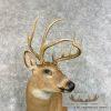 Whitetail Deer Taxidermy Shoulder Mount For Sale - Image 6