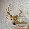 Whitetail Deer Taxidermy Shoulder Mount For Sale - Image 7