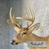 Whitetail Deer Taxidermy Shoulder Mount For Sale - Image 8