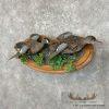 Blue Winged Teal Duck Pair Taxidermy Bird Mount For Sale - Image 2