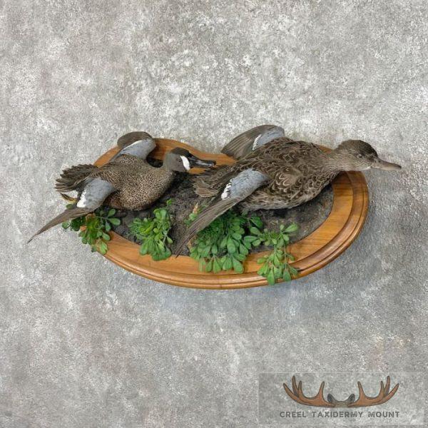 Blue Winged Teal Duck Pair Taxidermy Bird Mount For Sale - Image 2