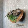 Blue Winged Teal Duck Pair Taxidermy Bird Mount For Sale - Image 3