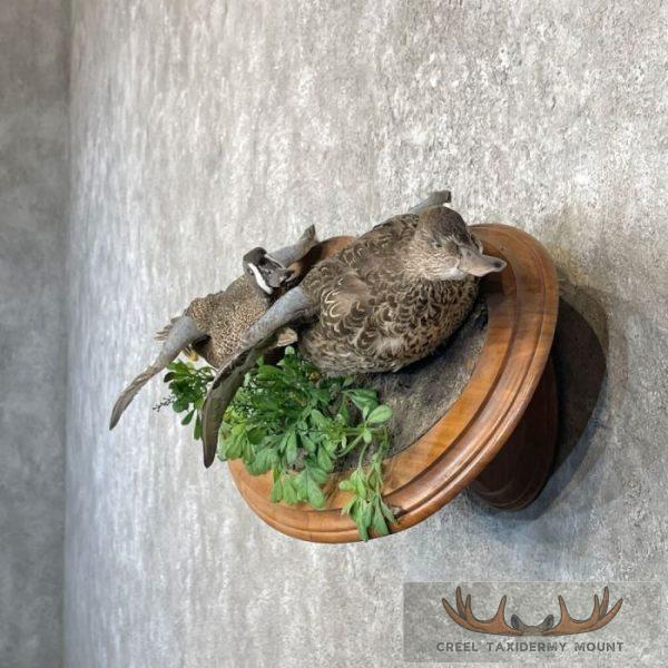 Blue Winged Teal Duck Pair Taxidermy Bird Mount For Sale - Image 3
