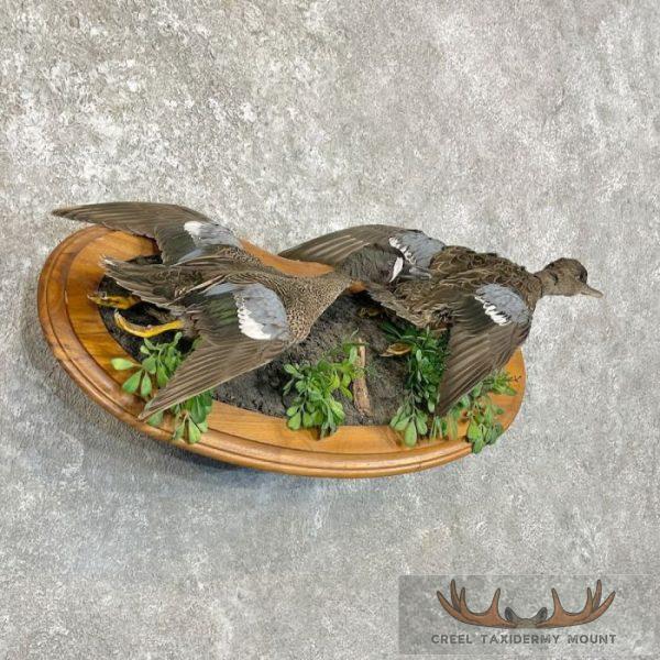 Blue Winged Teal Duck Pair Taxidermy Bird Mount For Sale - Image 4