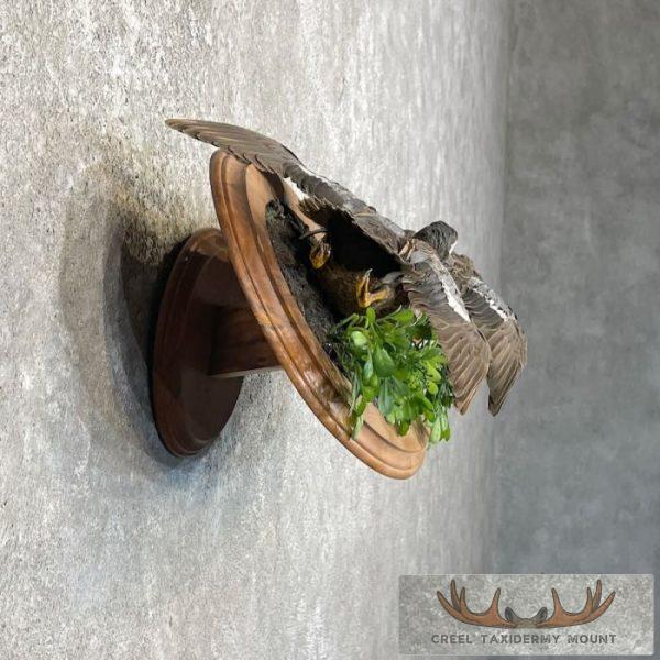 Blue Winged Teal Duck Pair Taxidermy Bird Mount For Sale - Image 5