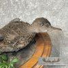 Blue Winged Teal Duck Pair Taxidermy Bird Mount For Sale - Image 6