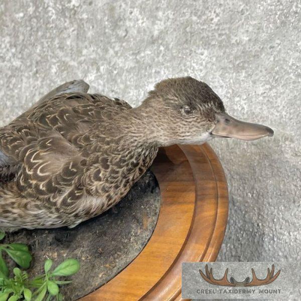 Blue Winged Teal Duck Pair Taxidermy Bird Mount For Sale - Image 6