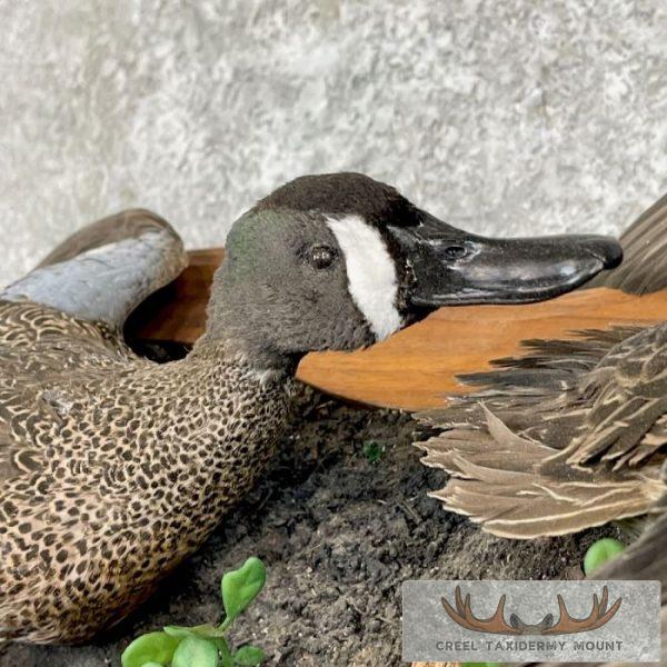 Blue Winged Teal Duck Pair Taxidermy Bird Mount For Sale - Image 7