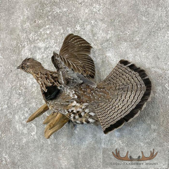 Ruffed Grouse Taxidermy Bird Mount For Sale - Image 2