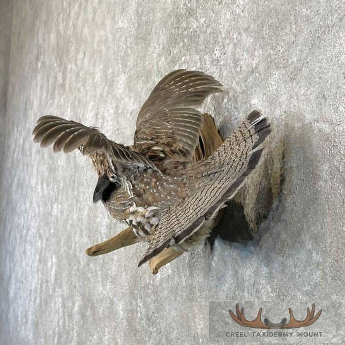 Ruffed Grouse Taxidermy Bird Mount For Sale - Image 3