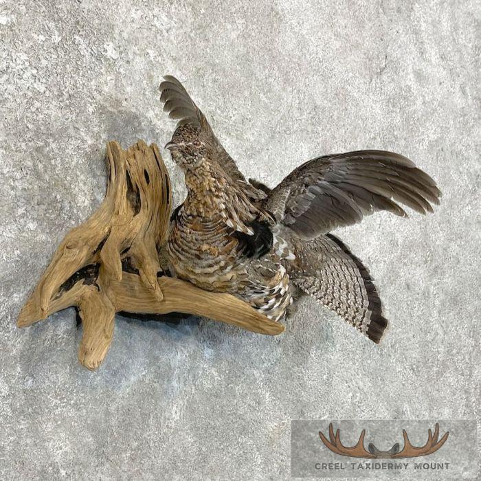 Ruffed Grouse Taxidermy Bird Mount For Sale - Image 4